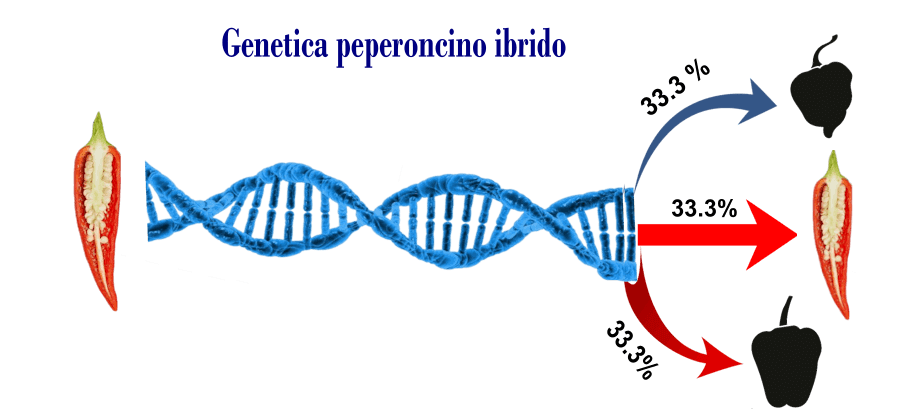 Genetica peperoncini ibridi